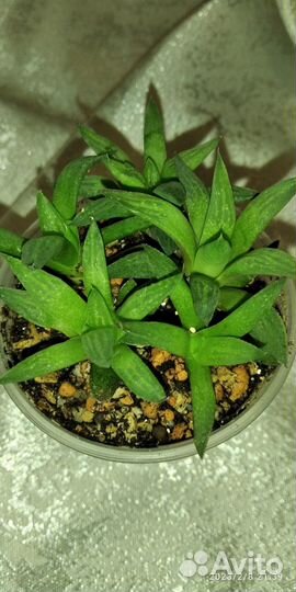 Суккуленты