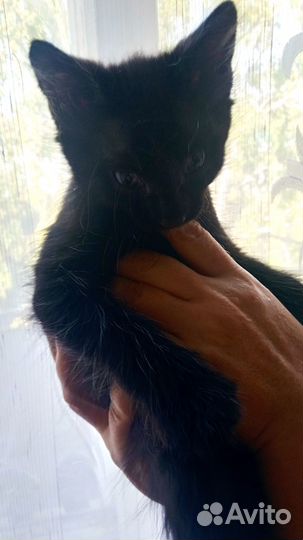 Отдадим домашнего котенка в хорошие руки