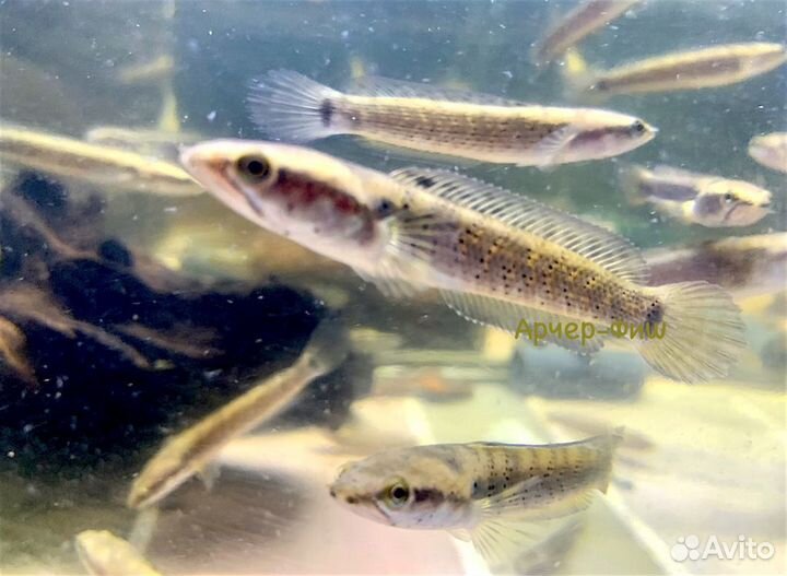 Змееголовы