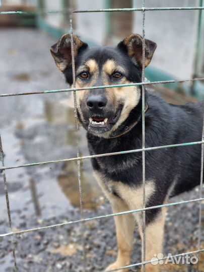 Спаси молодую собаку из приюта