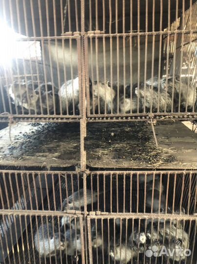 Нутрии на племя серебро