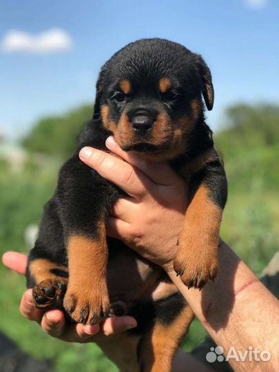 Бомбастики РКФ