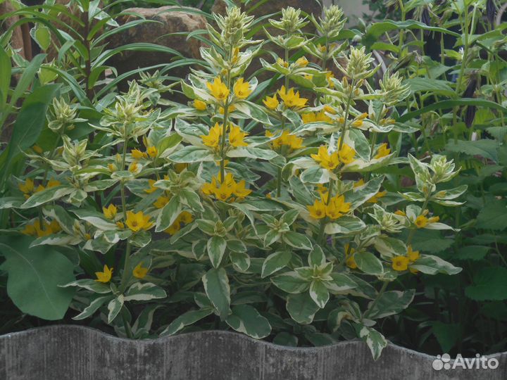 Растения цветы для сада многолетники