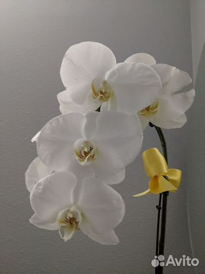 Ваши вопросы