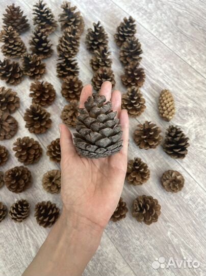 Шишки для поделок, декора интерьера