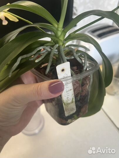 Орхидея джулия (азия)