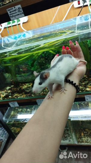 Крысы декоративные