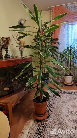 Большие цветы для офиса