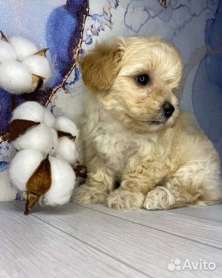 Мальтипу f1 mini