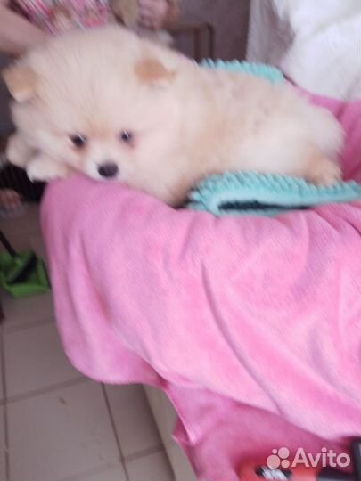 Щенки Малый немецкий Шпиц