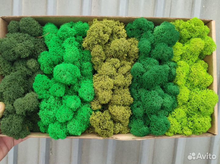 Стабилизированный мох ягель, опт и розница