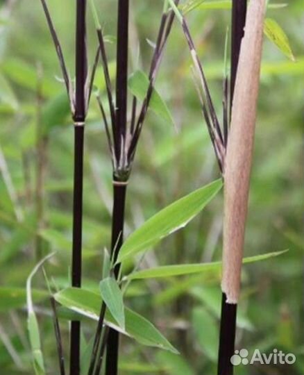 Бамбук редкие сорта чёрный, красный, полосатый