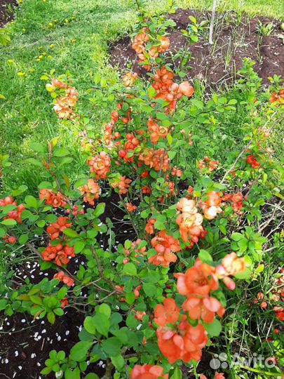 Айва японская (хеномелес)