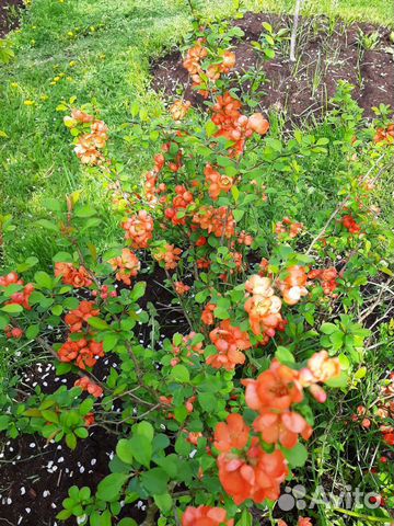 Айва японская (хеномелес)