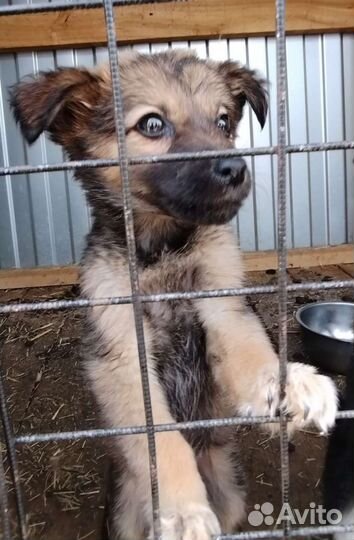 Щенок мальчик в приюте спасите