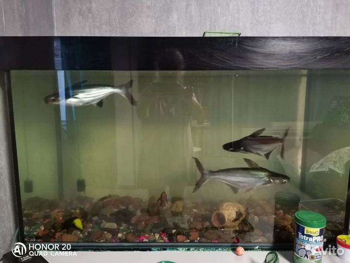 Аквариумные рыбки