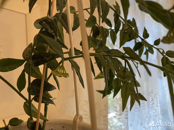 Хойя Белла с бутонами