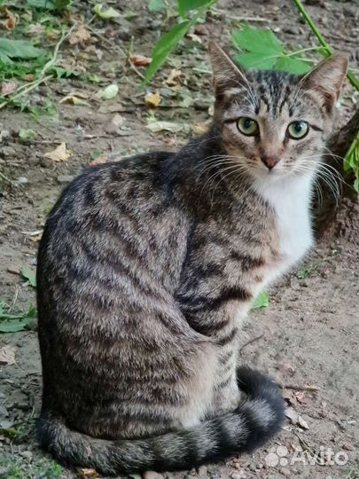 Кошки и котята дворовые