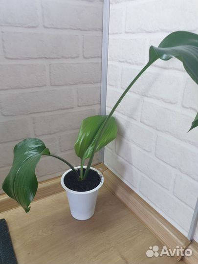 Эухарис амазонская лилия