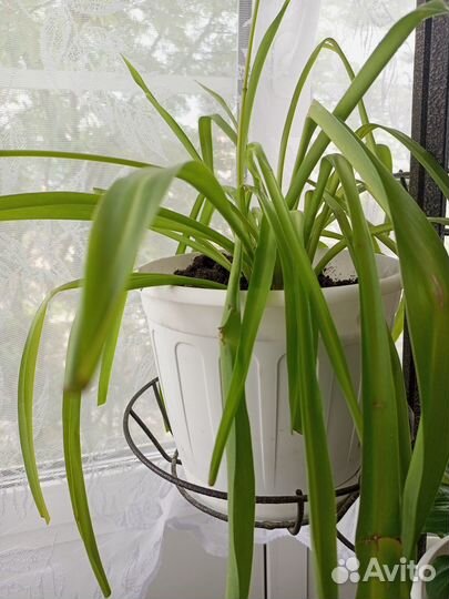 Комнатные растения цветы