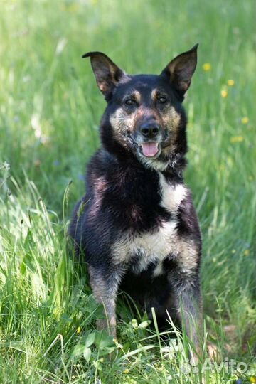 Трогательная Мотя в добрые руки