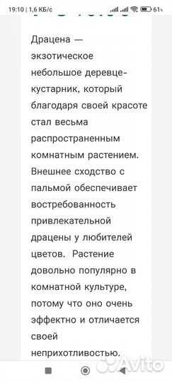 Пальма драцена