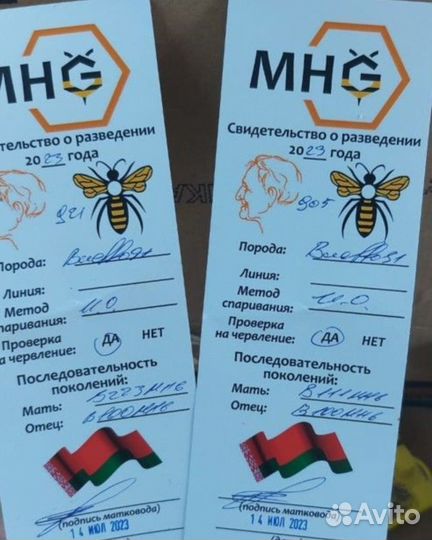 Плодные пчеломатки бакфаст