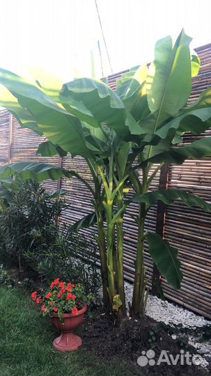 Банановые Пальмы