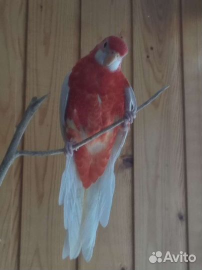 Попугай розелла