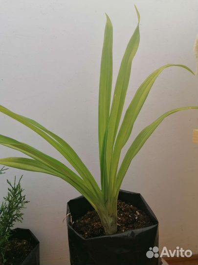 Лилейники сортовые