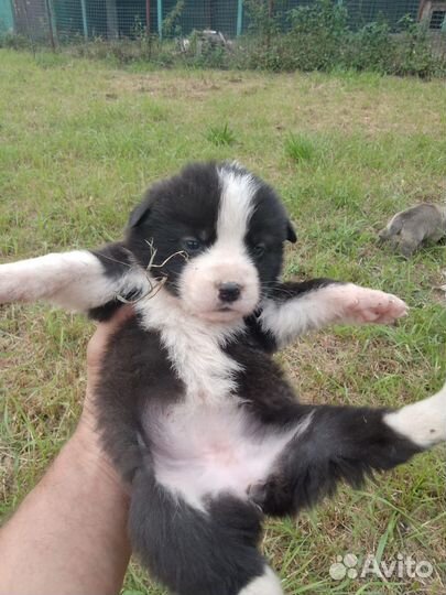 Собака в добрые руки щенок