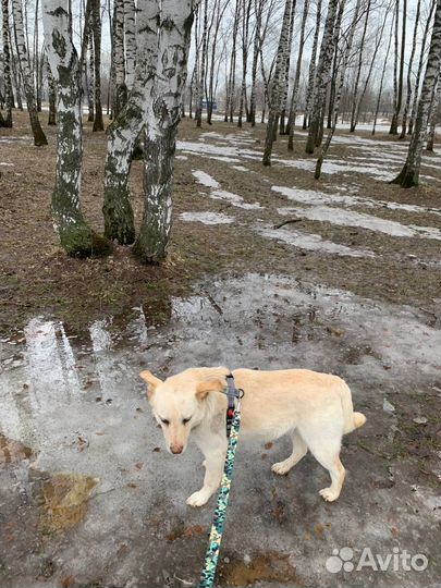 Собака в добрые руки