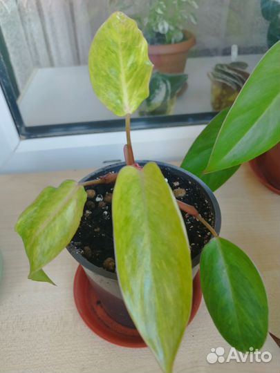 Филодендрон Медуза