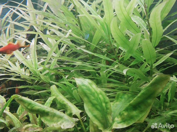 Аквариумные растения и ракушки