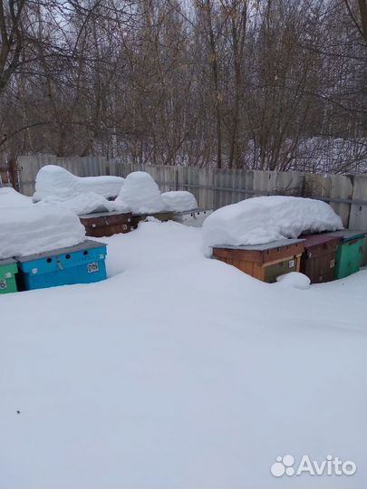 Продам пчелосемьи