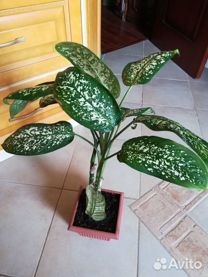 Дифенбахия