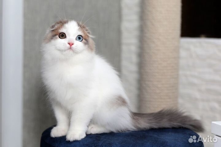 Шотландский вислоухий котенок