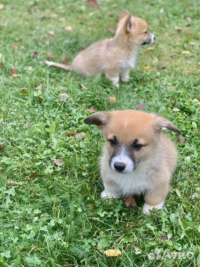 Вельш корги пемброк мальчики и девочки