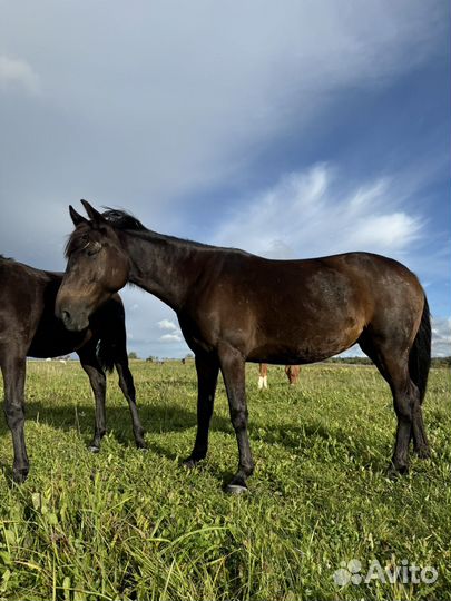 Кобыла поникласс