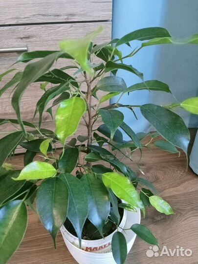 Бенджамина