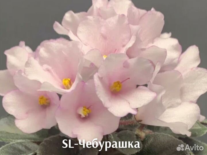 Сортовые фиалки мини (черенки)