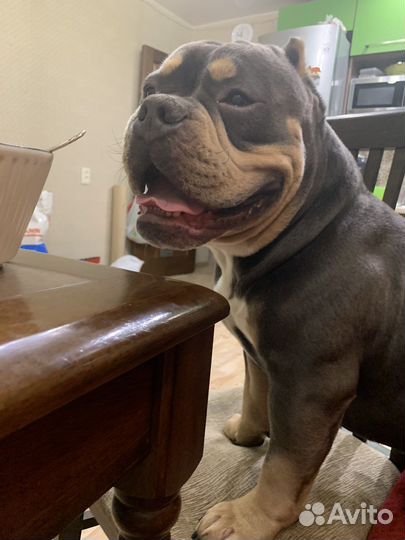 Американский булли вязка