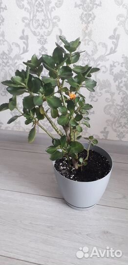 Каланхоэ цветущий