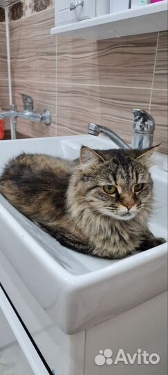 Котятки