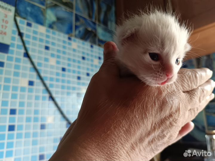 Американский керл котята