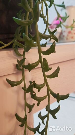 Сенецио перигрин, Дельфинчики