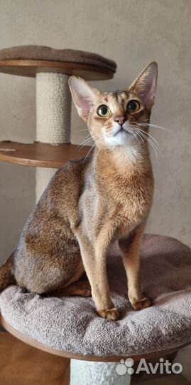 Абиссинская кошка