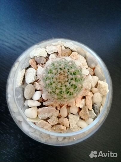 Флорариум с кактусом