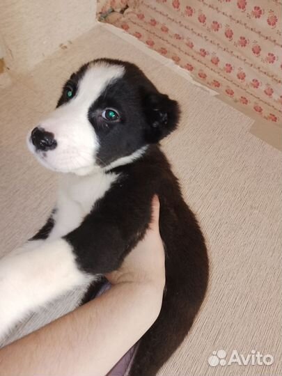 Среднеазиатская овчарка алабай щенки