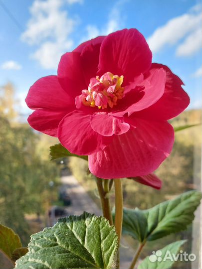 Бегония клубневая